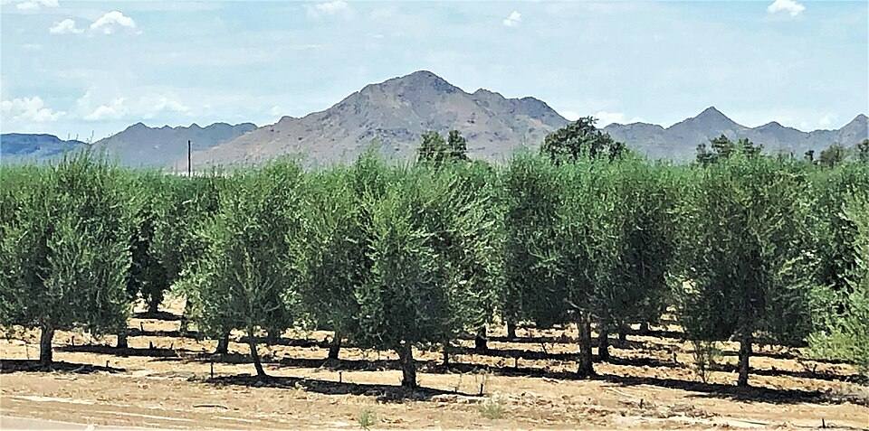San Tan Mountain Regional Park
